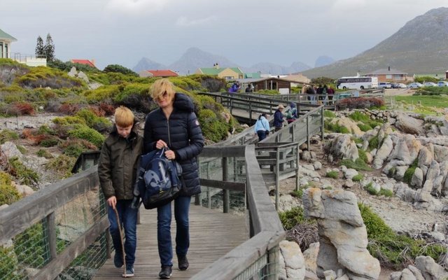 The advantage of the boardwalk is it allows you to get really close to the penguins